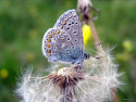 Tapeta Polyommatus icarus 3