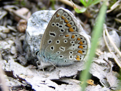 Tapeta: Polyommatus icarus 4