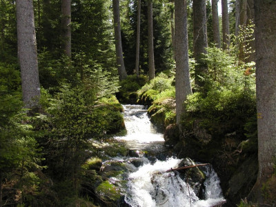 Tapeta: Potok v lese