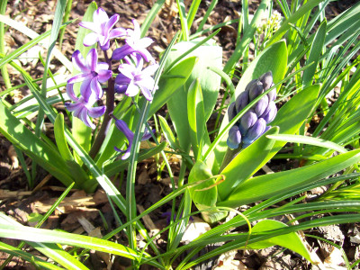 Tapeta: Poup hyacintu