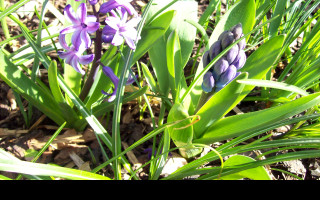 Tapeta poupe_hyacintu