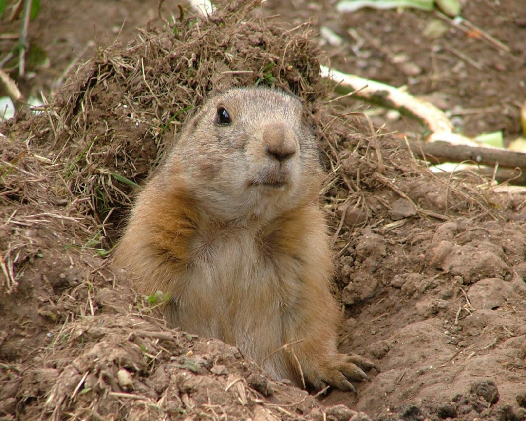 Tapeta prairiedog