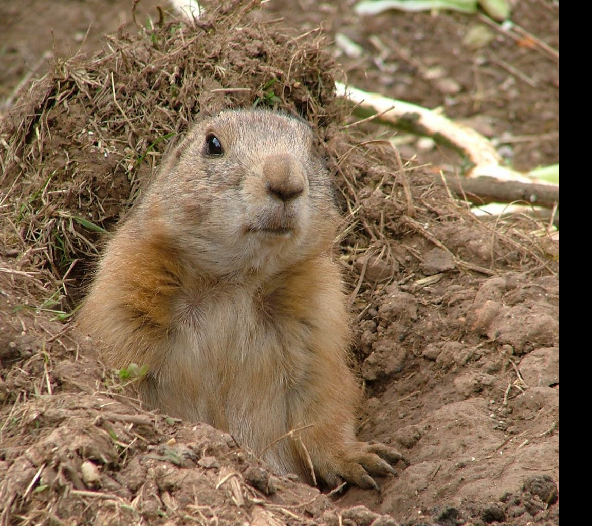 Tapeta prairiedog