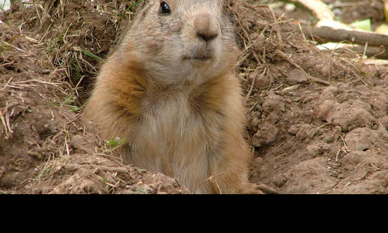 Tapeta prairiedog