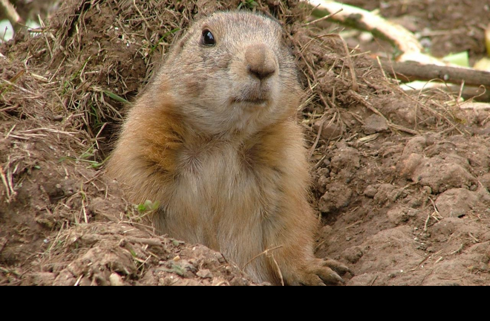 Tapeta prairiedog