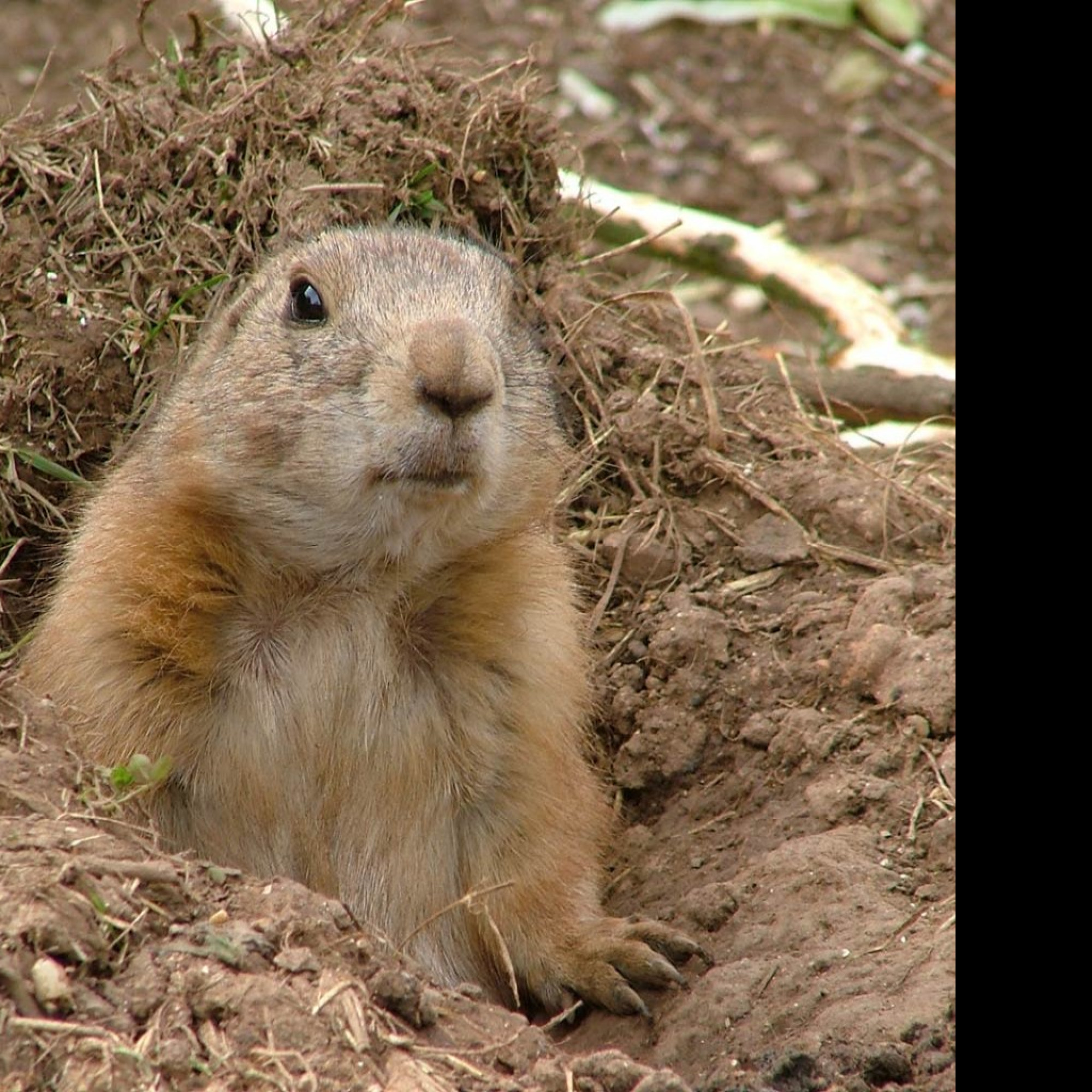 Tapeta prairiedog