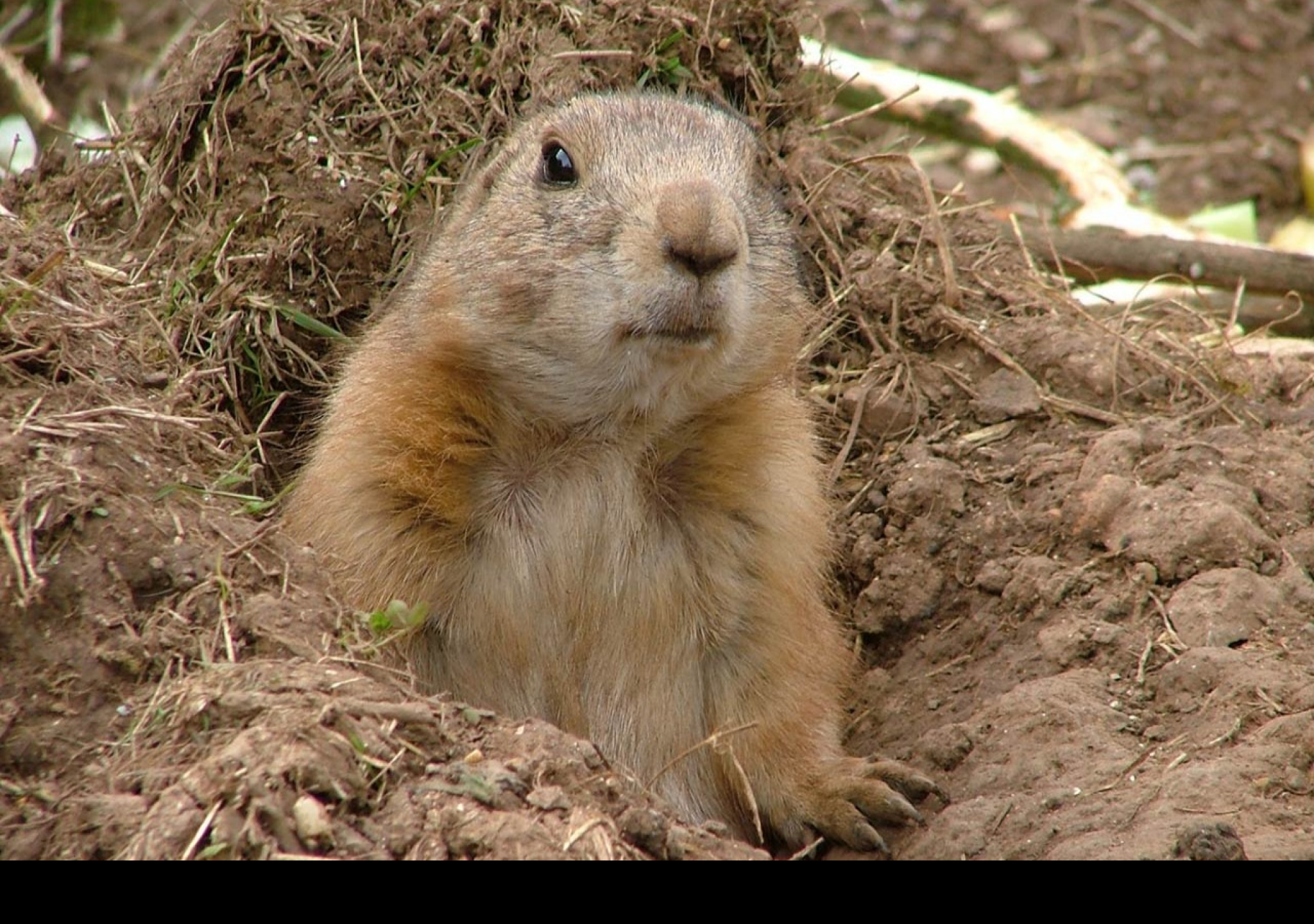 Tapeta prairiedog