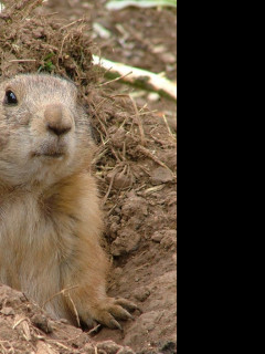 Tapeta prairiedog