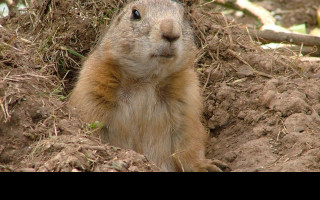 Tapeta prairiedog