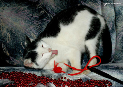 Tapeta: protahov�n�