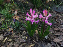 Tapeta První hyacinty