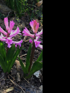 Tapeta prvni_hyacinty