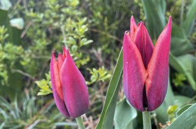Tapeta: První tulipány