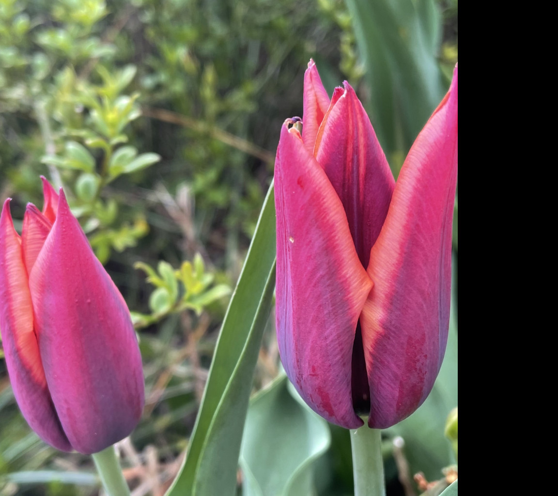 Tapeta prvni_tulipany