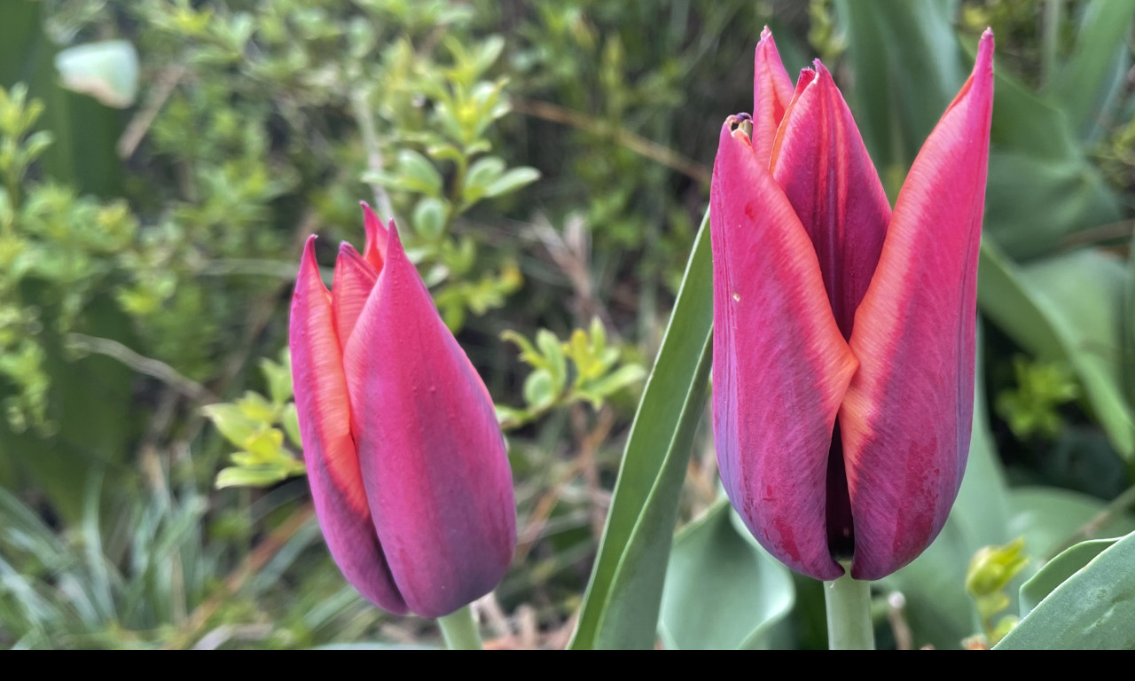 Tapeta prvni_tulipany