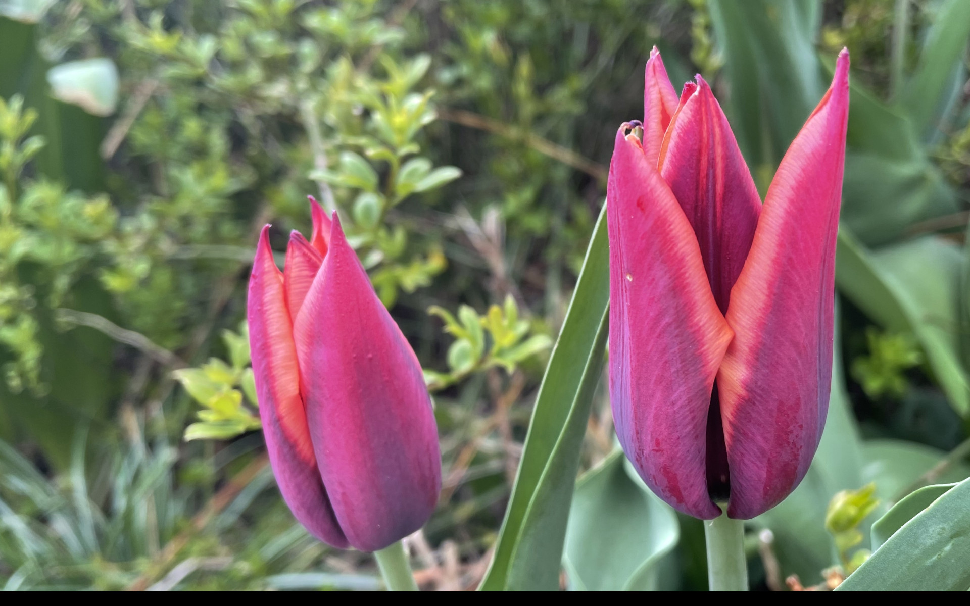 Tapeta prvni_tulipany