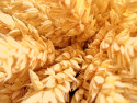 Tapeta pšenice