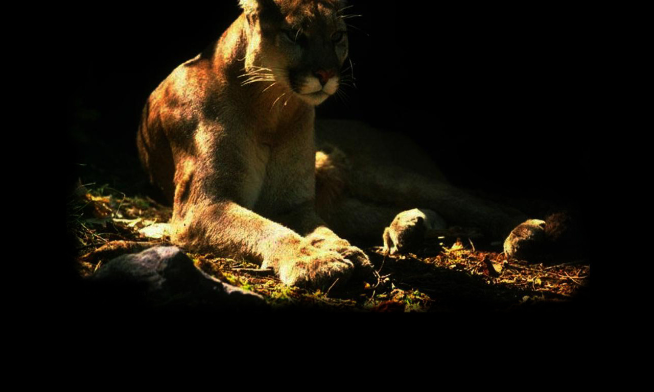 Tapeta puma