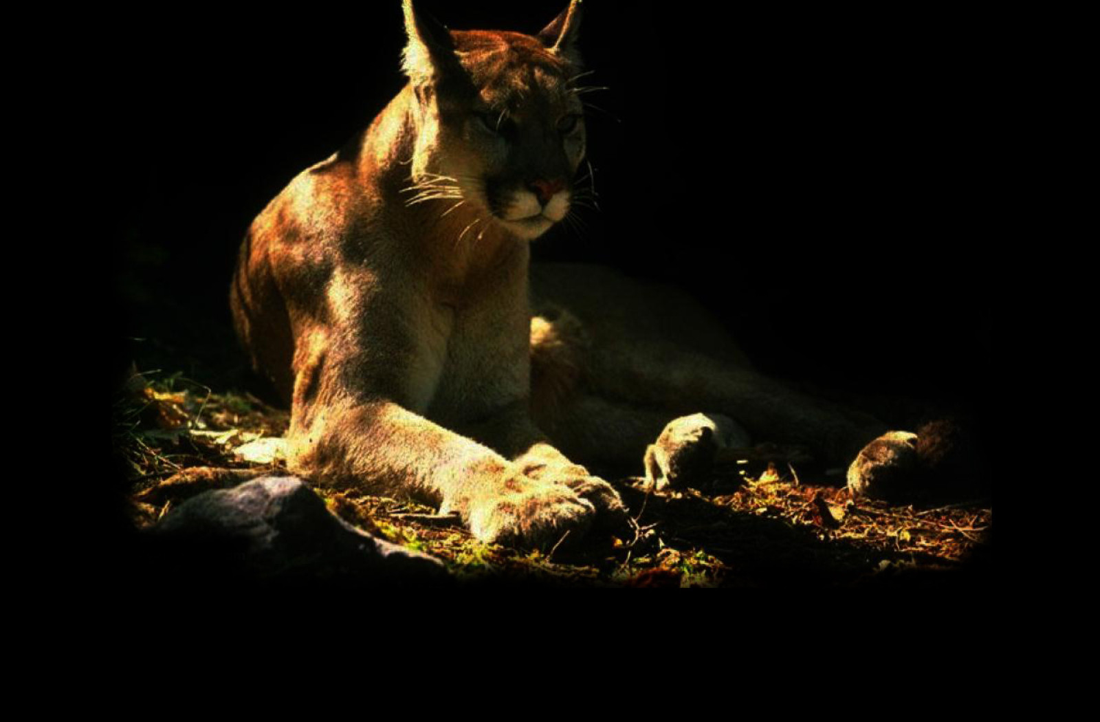 Tapeta puma