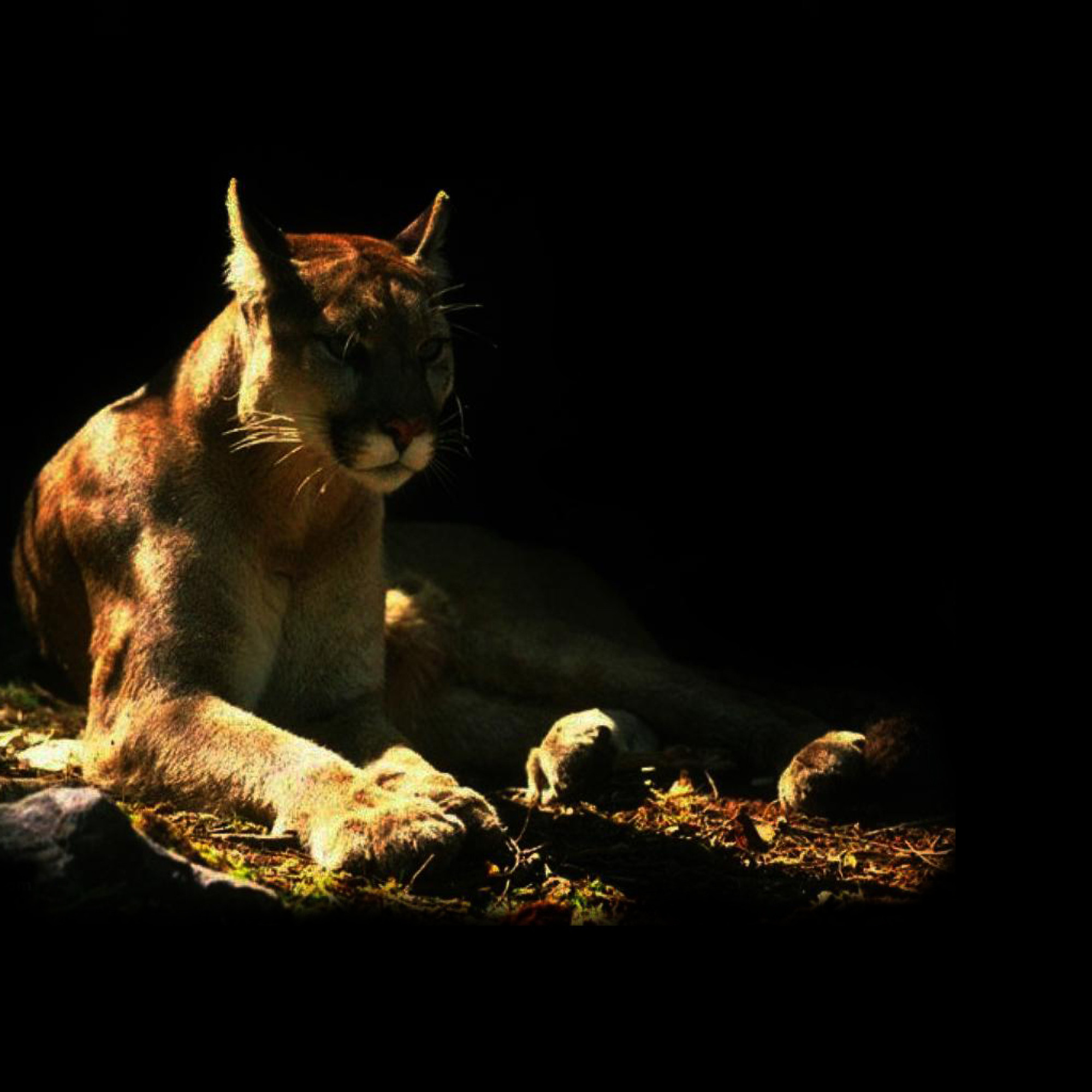 Tapeta puma