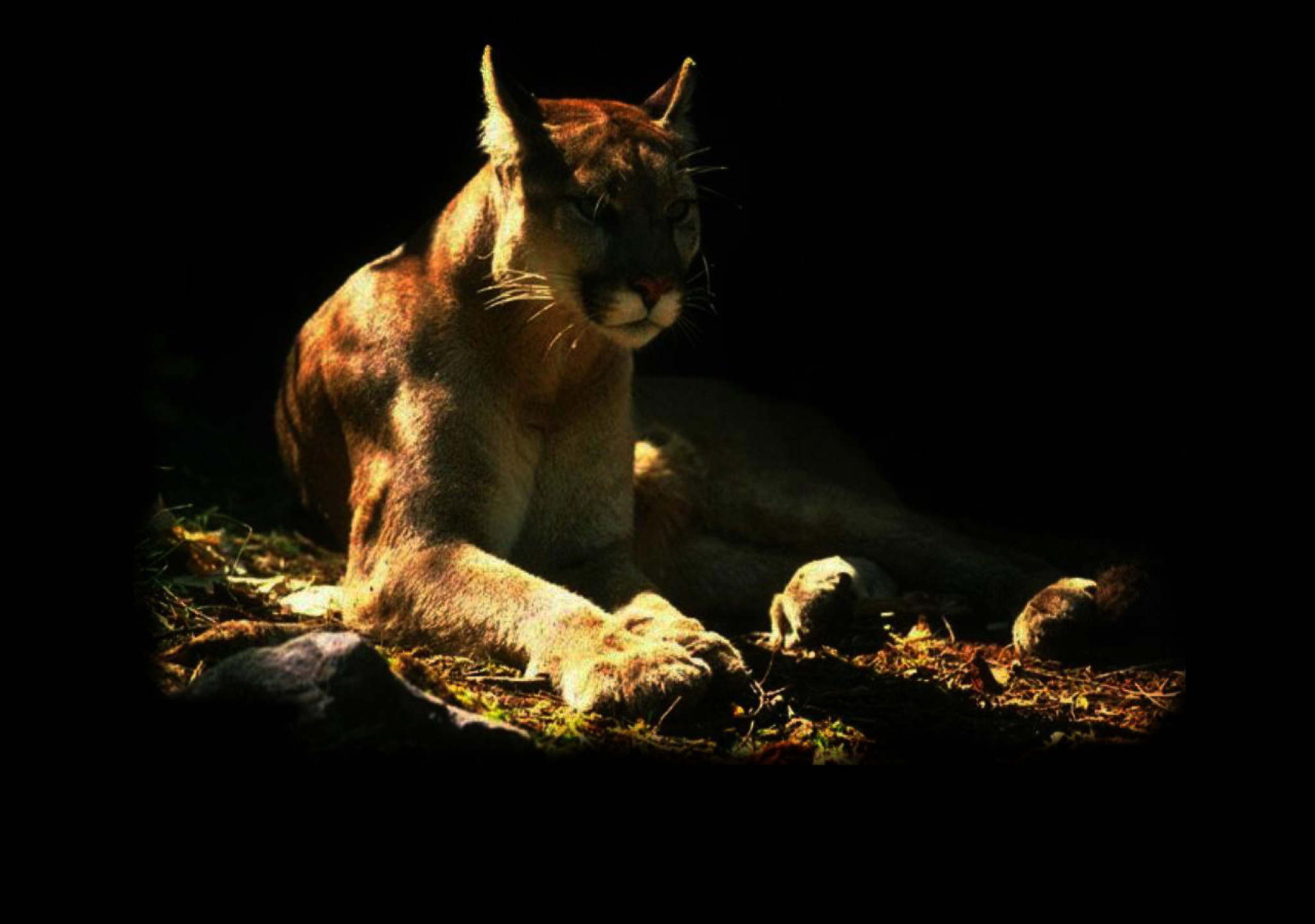 Tapeta puma