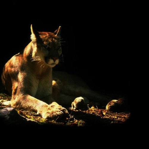 Tapeta puma