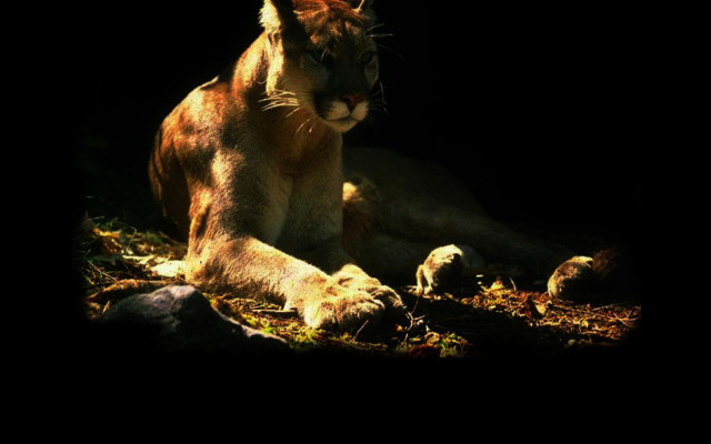 Tapeta puma