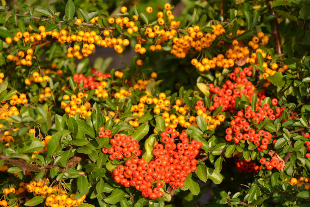 Tapeta pyracantha__hlohyne_