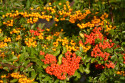 Tapeta Pyracantha (hlohyn)