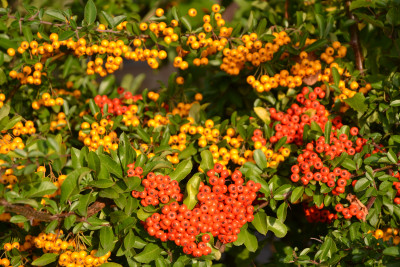 Tapeta: Pyracantha (hlohyn)