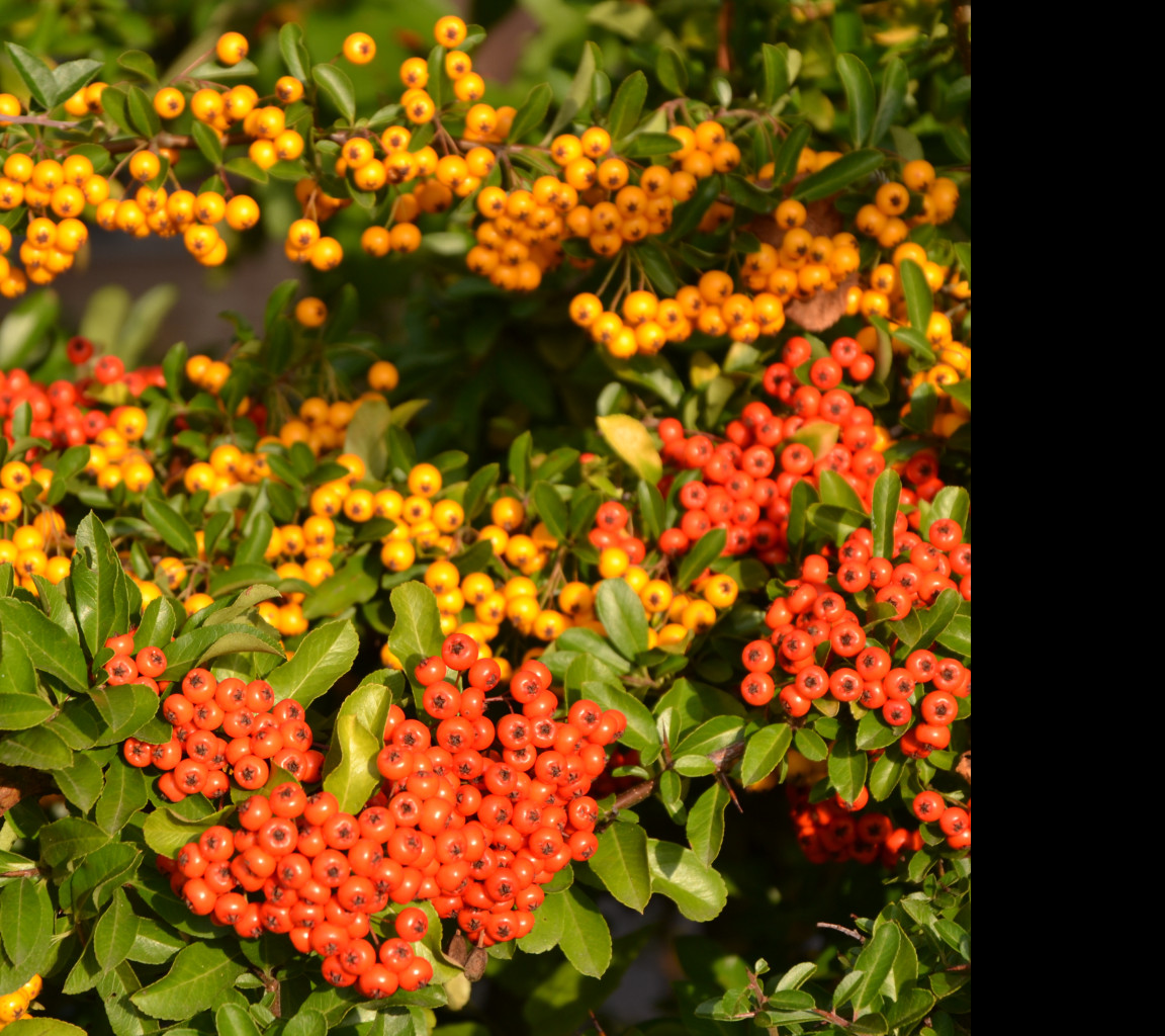 Tapeta pyracantha__hlohyne_