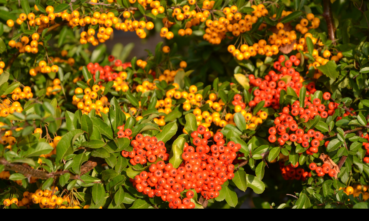 Tapeta pyracantha__hlohyne_