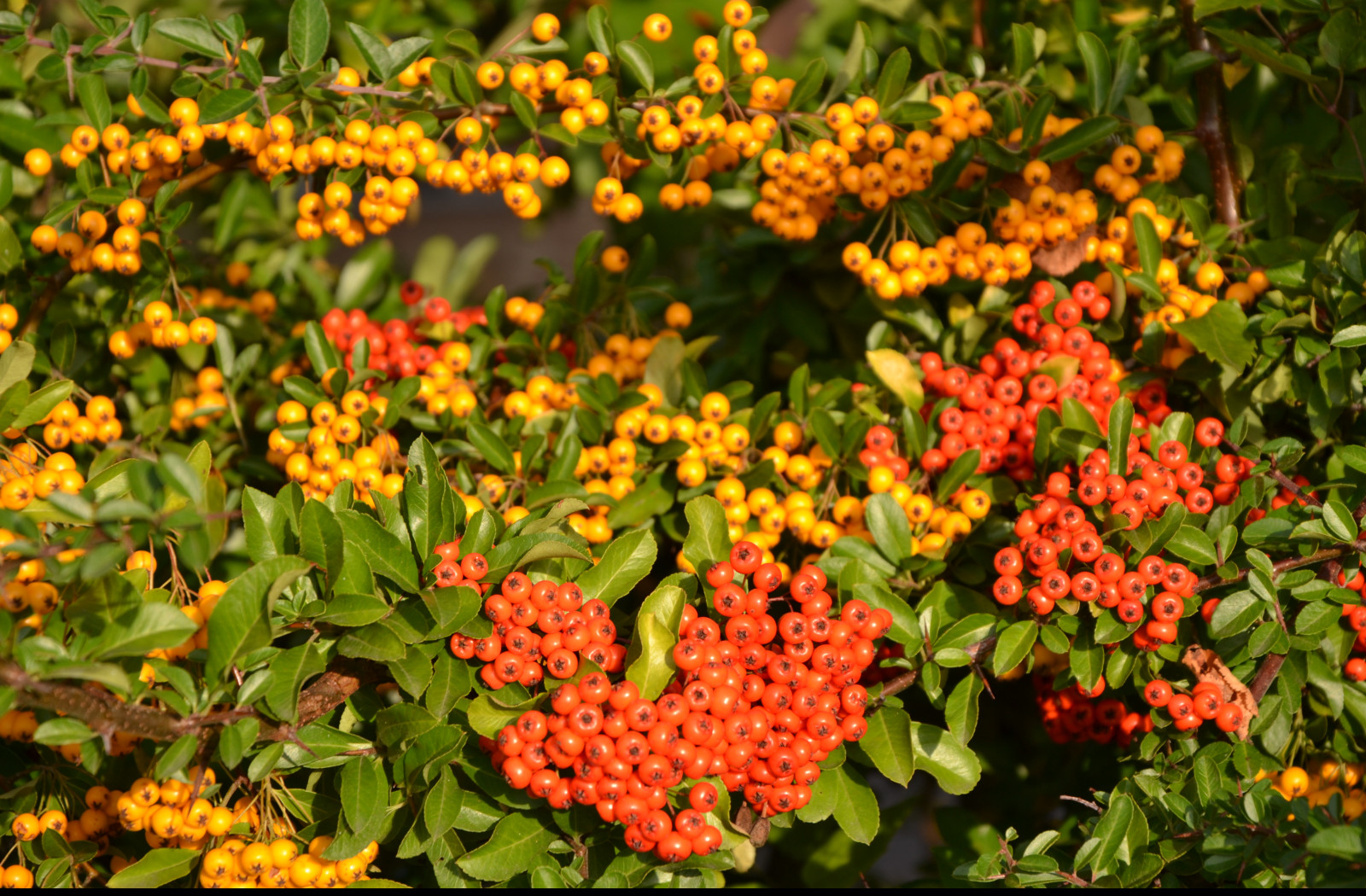 Tapeta pyracantha__hlohyne_