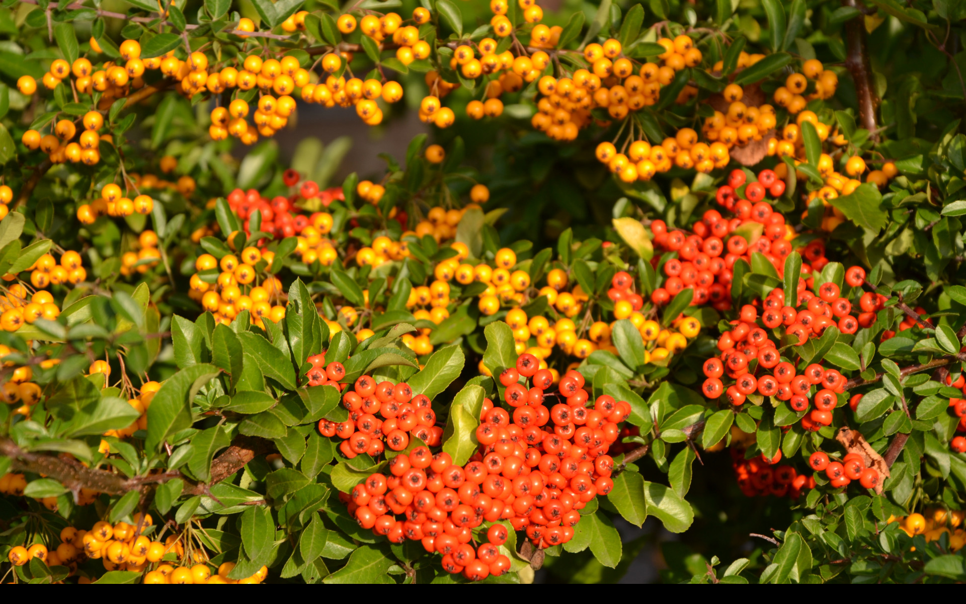 Tapeta pyracantha__hlohyne_