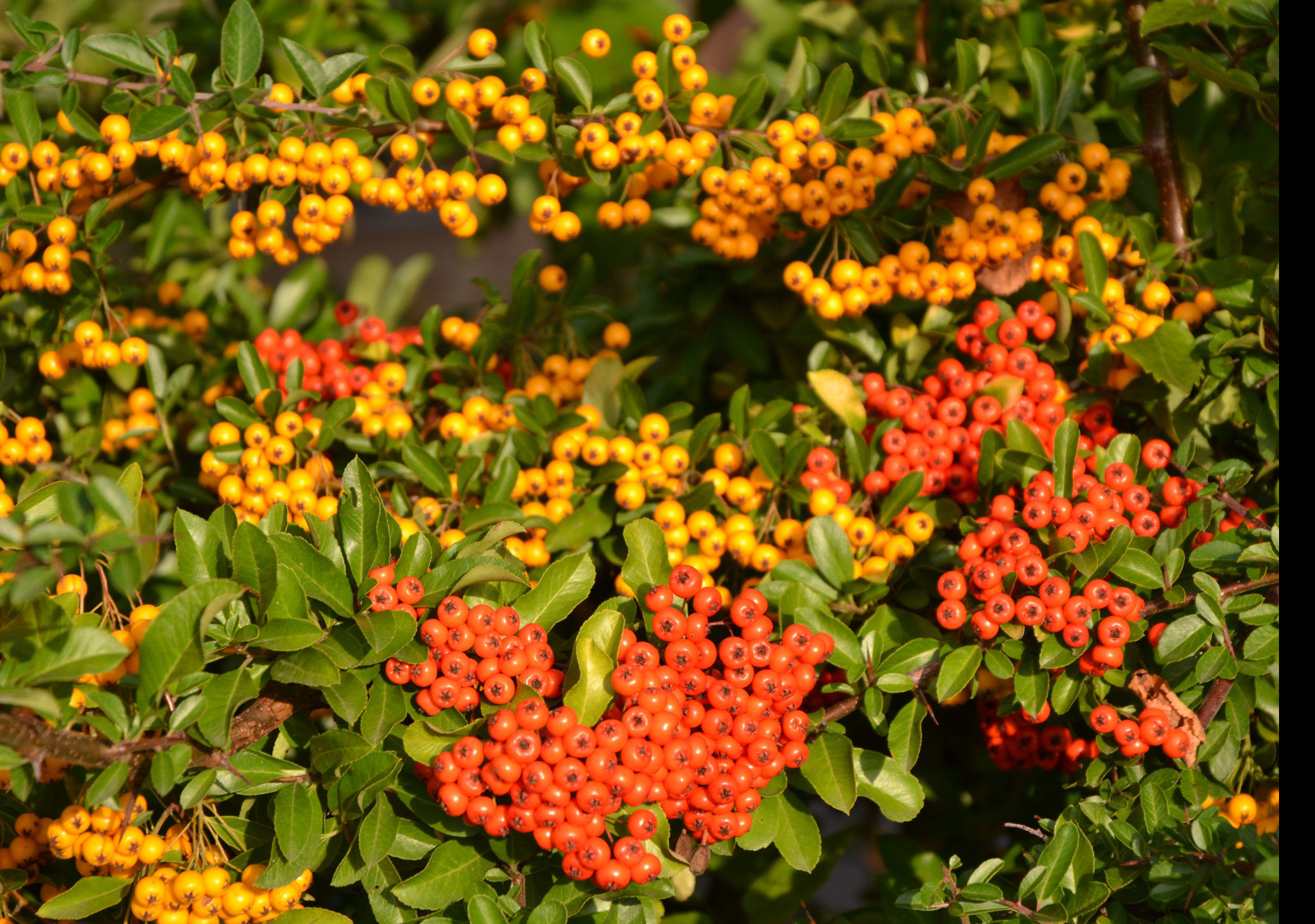 Tapeta pyracantha__hlohyne_