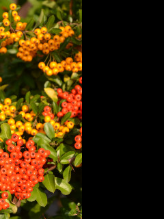 Tapeta pyracantha__hlohyne_