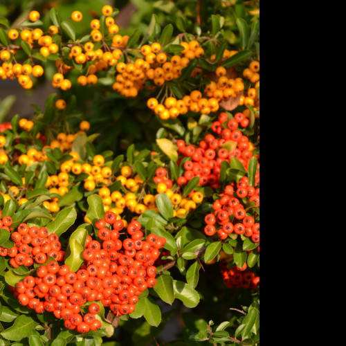 Tapeta pyracantha__hlohyne_