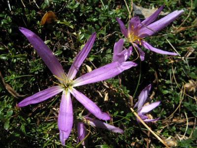 Tapeta: Pyrenejské květy
