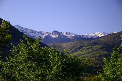 Tapeta: Pyreneye 1