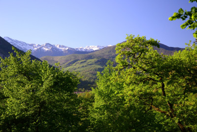 Tapeta: Pyreneye 2