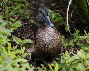 Tapeta: Quack