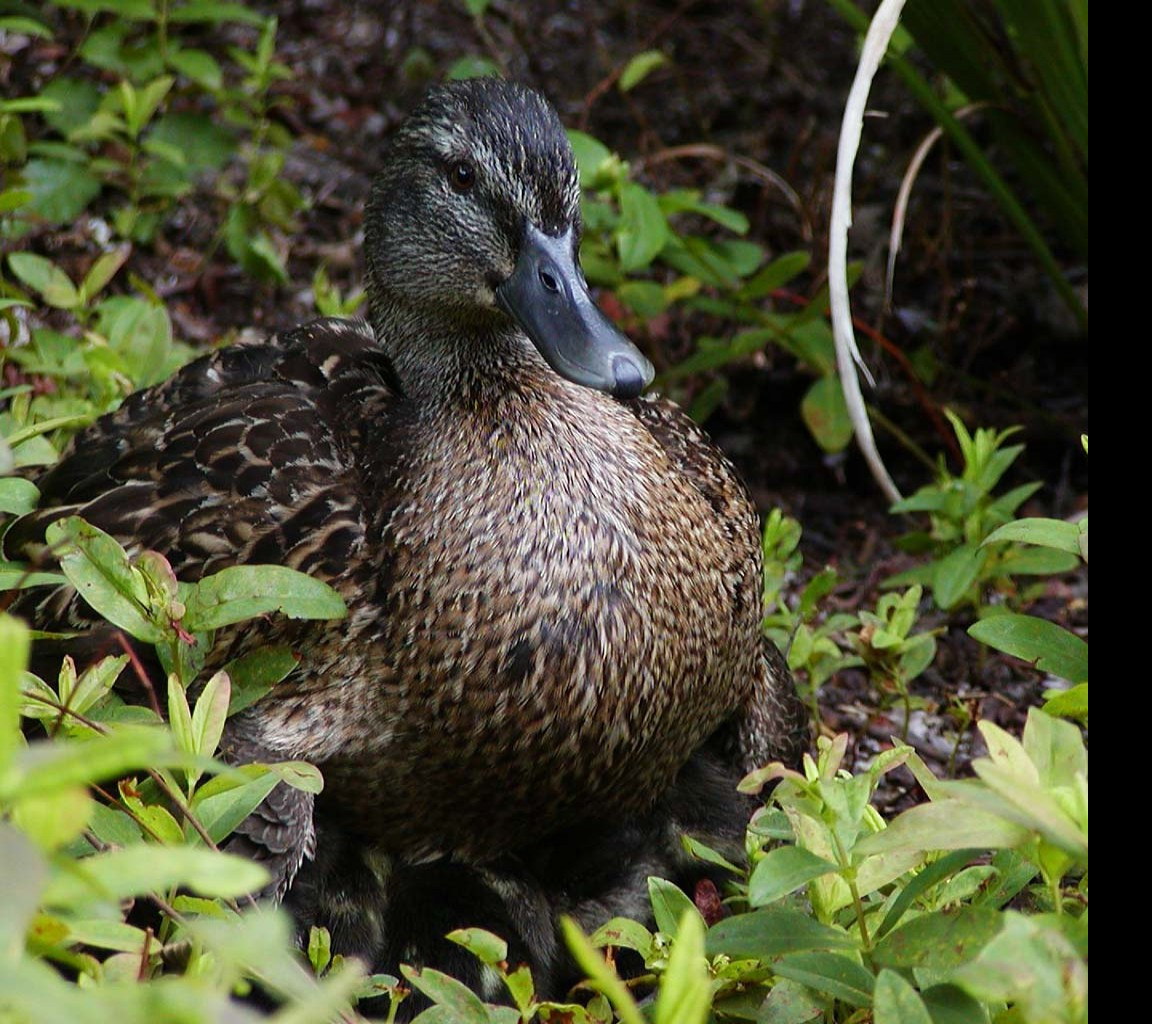 Tapeta quack