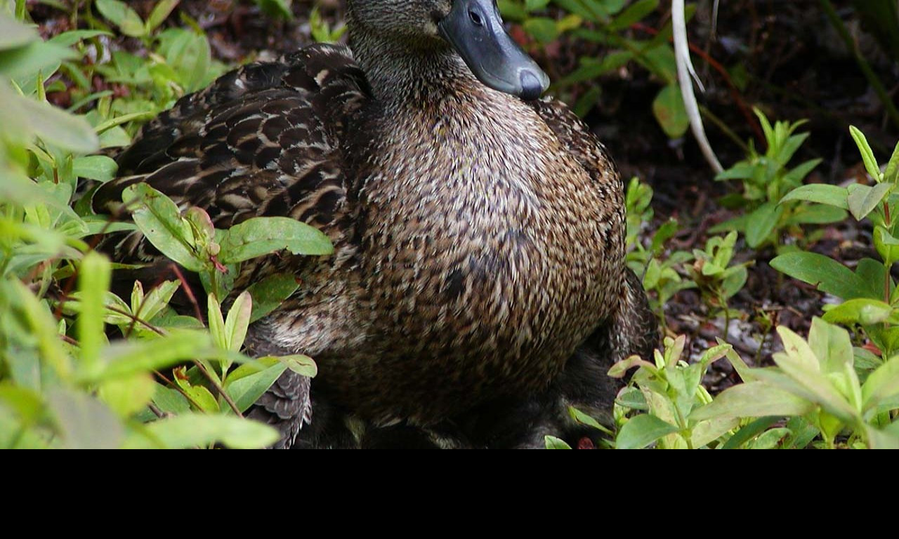 Tapeta quack