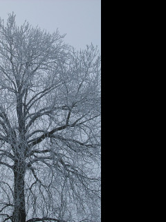 Tapeta radimerske_jasany_03