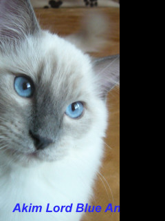 Tapeta ragdoll___kocourek