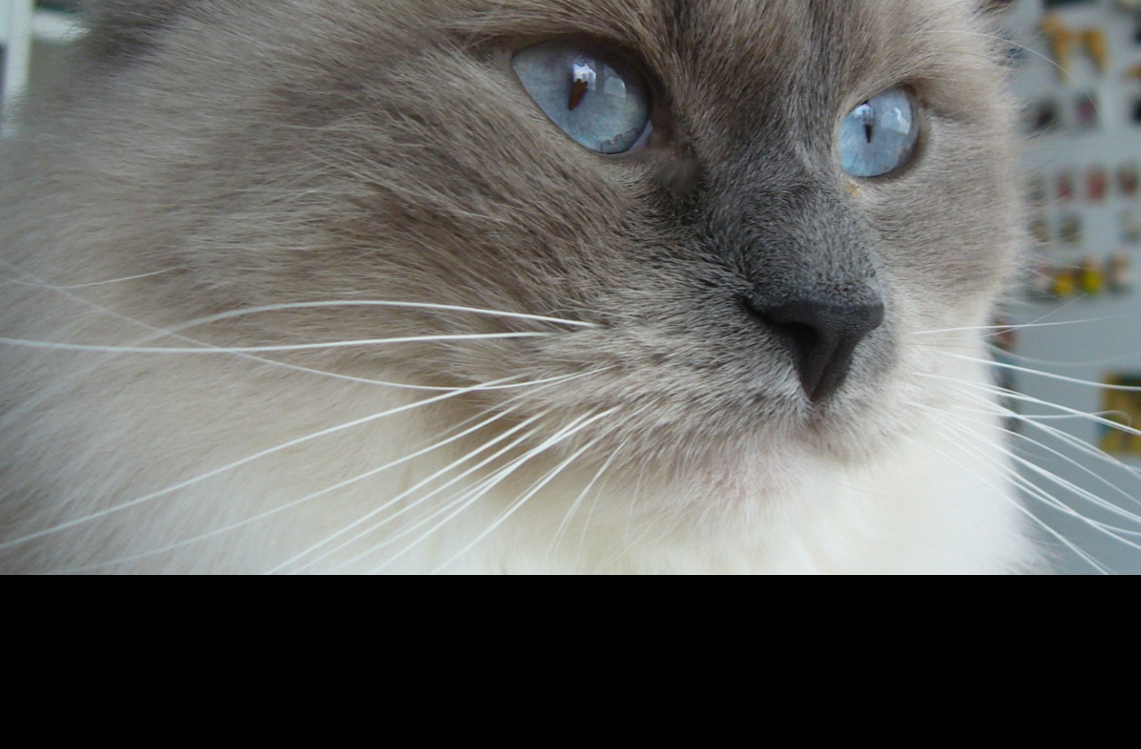 Tapeta ragdoll_felinka