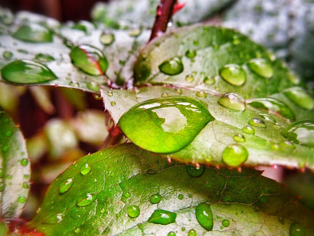 Tapeta rainfall