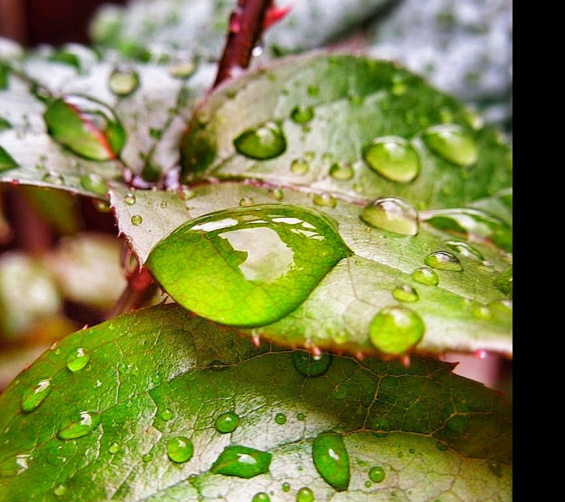 Tapeta rainfall