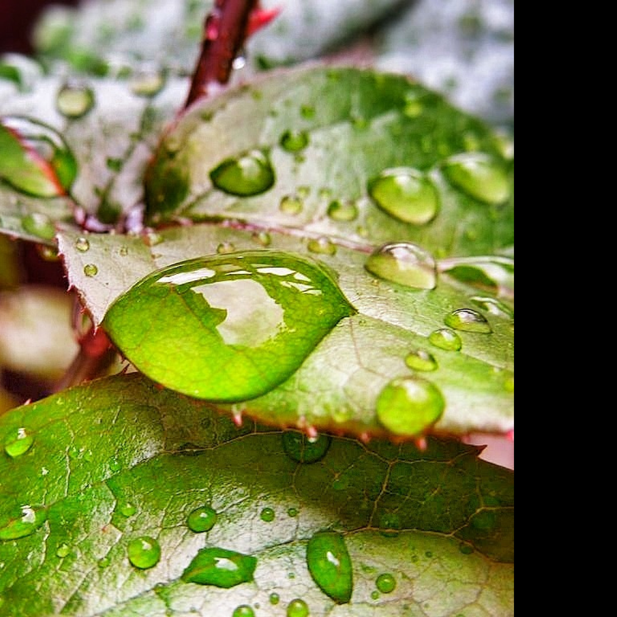 Tapeta rainfall