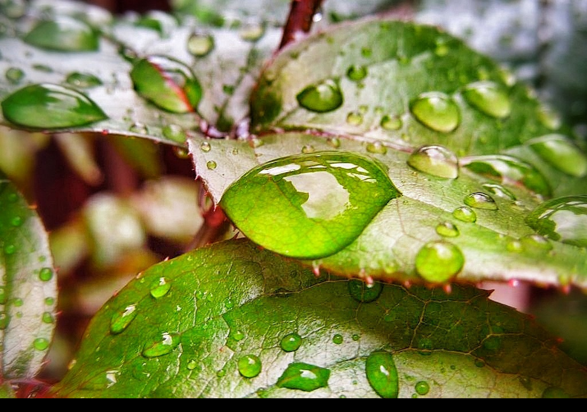 Tapeta rainfall